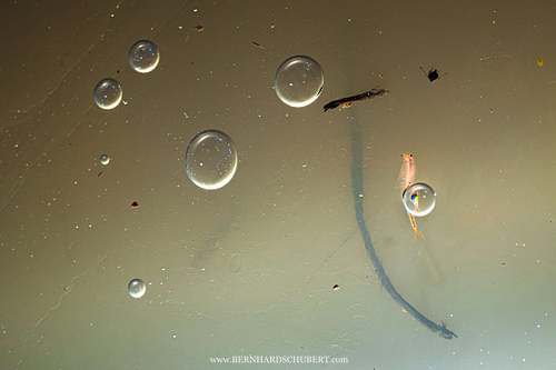 Branchipus schaefferi - Schaeffer's Brine Shrimp