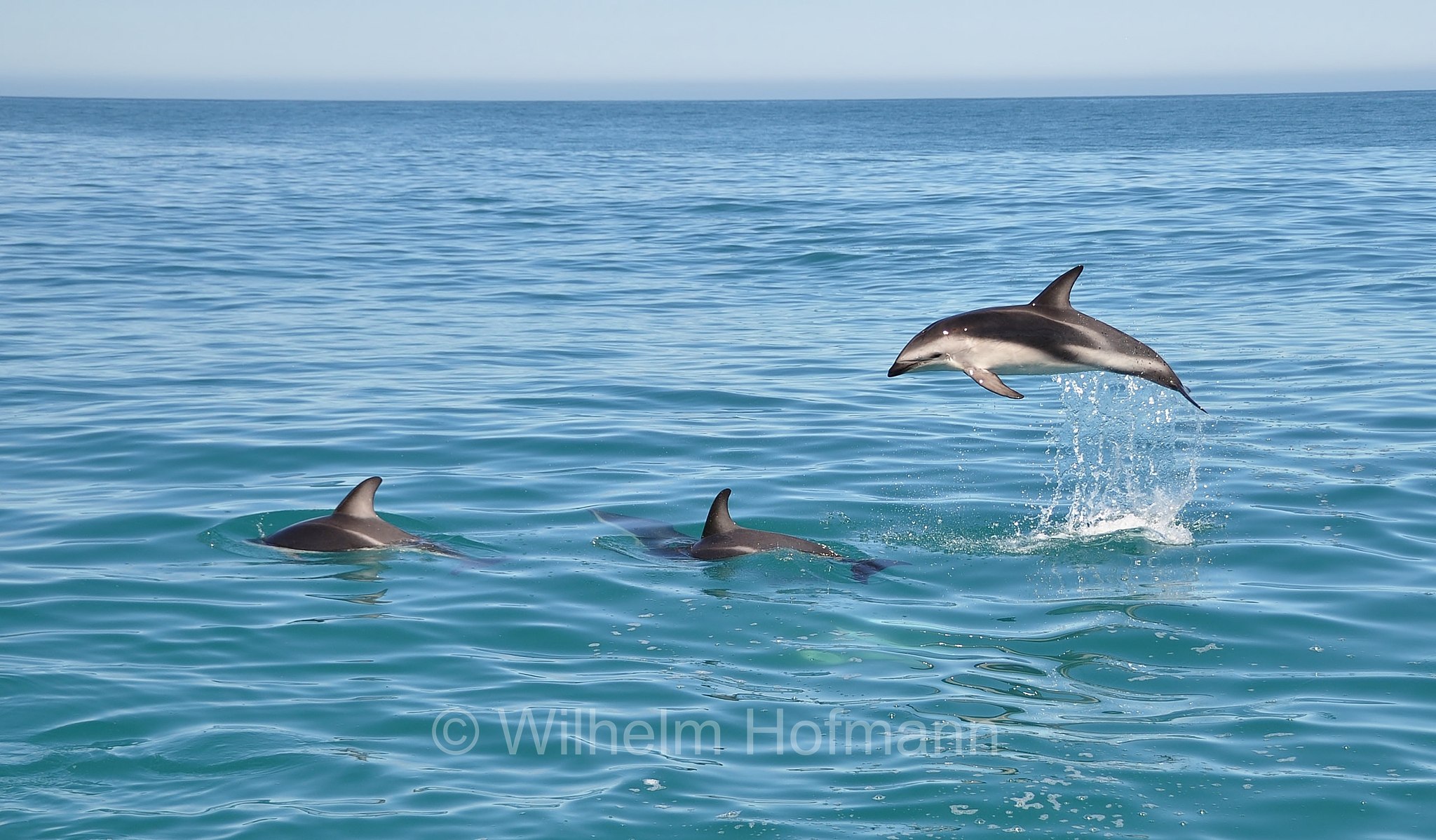 dusky dolphin, Schwarzdelfin, lagenorinco scuro, Aethalodelphis obscurus, Sagmatias obscurus, Kaikoura, Kaikōura, South Island, Südinsel, Isola del Sud, New Zealand, Neuseeland, Nuova Zelanda