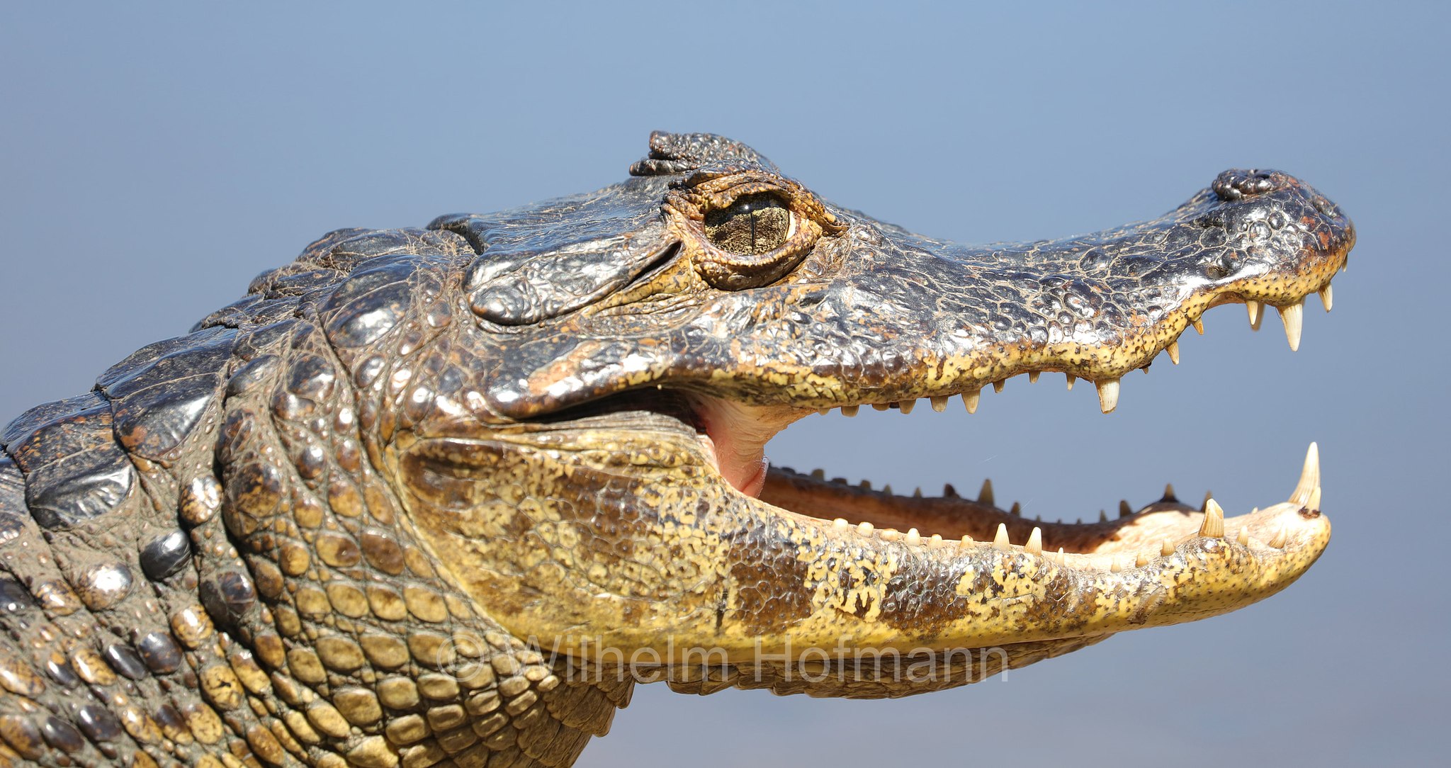 yacare caiman, jacare caiman, Paraguayan caiman, piranha caiman, red caiman, southern spectacled caiman, Brillenkaiman, caimano jacarè, Caiman yacare, Pantanal, Mato Grosso, Brazil, Brasil, Brasile, Brasilien