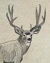Mulie Drawing