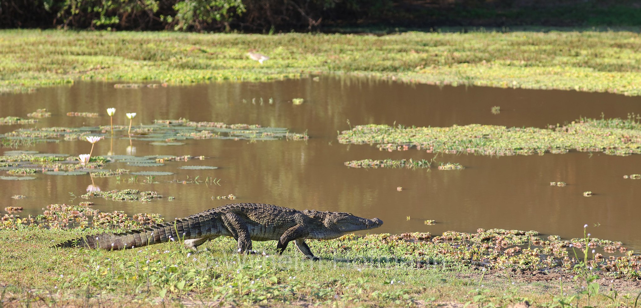 mugger crocodile, mugger, marsh crocodile, Sumpfkrokodil, coccodrillo palustre, Crocodylus palustris, Sri Lanka, Yala National Park, Yala Nationalpark, Parco nazionale di Yala