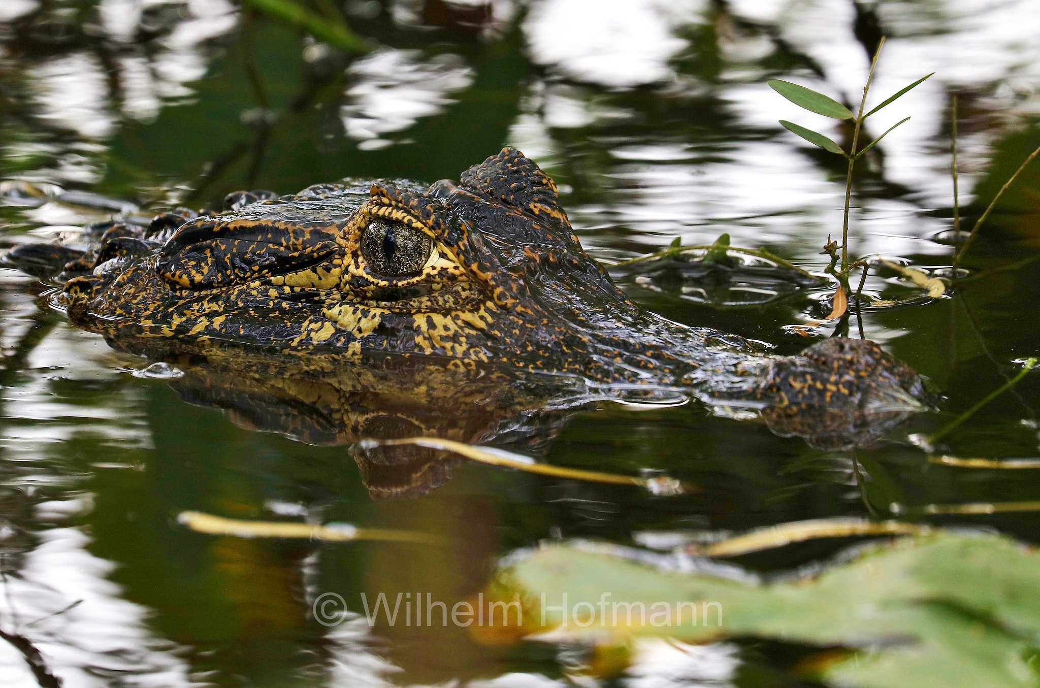 yacare caiman, jacare caiman, Paraguayan caiman, piranha caiman, red caiman, southern spectacled caiman, Brillenkaiman, caimano jacarè, Caiman yacare, Iberá Wetlands, Esteros del Iberá, Corrientes, Argentina, Argentinien
