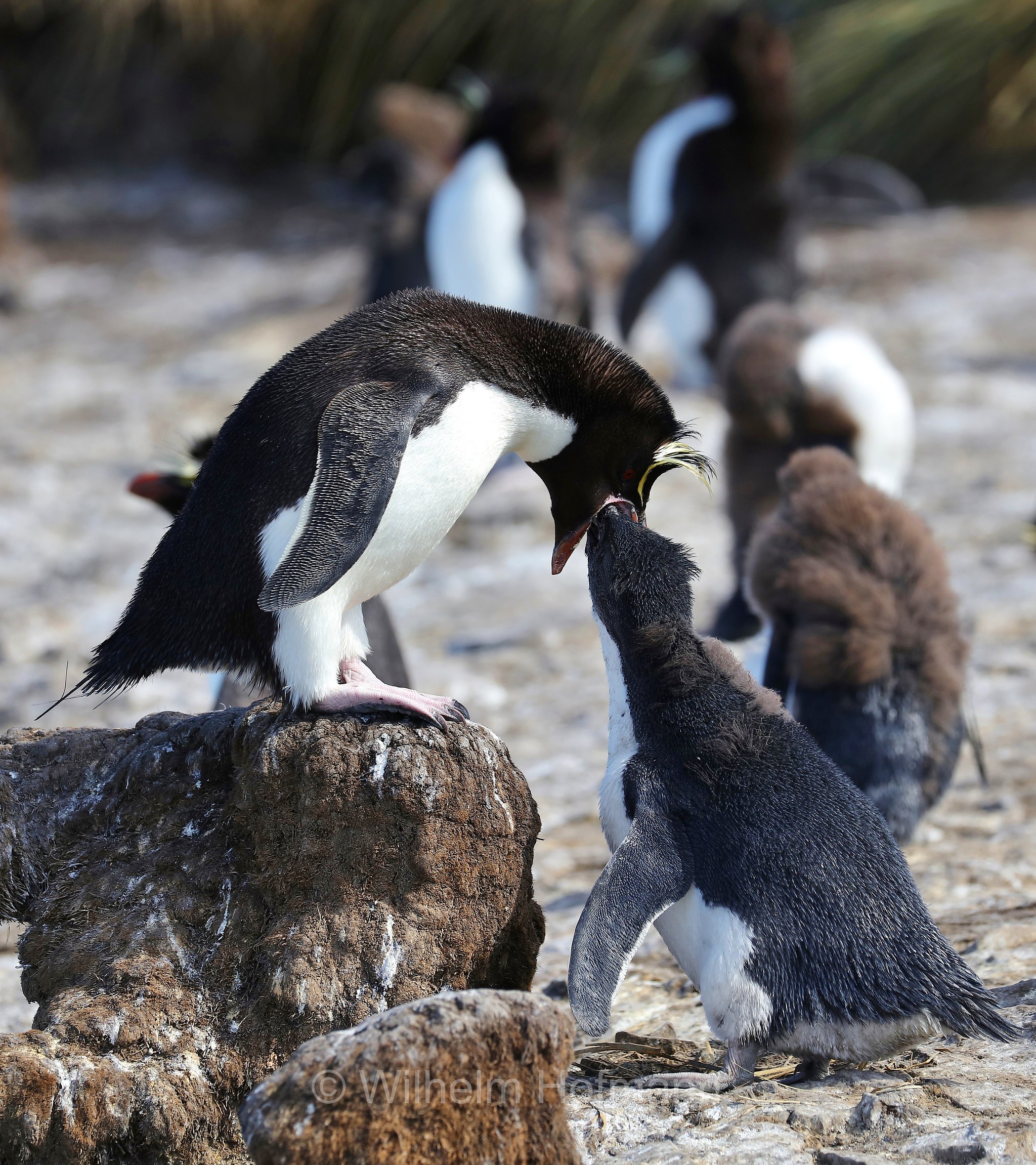 western rockhopper penguin, Felsenpinguin, pinguino saltarocce, Eudyptes chrysocome, Bleaker Island, Isla María, Falkland Islands, Falklandinseln, Isole Falkland