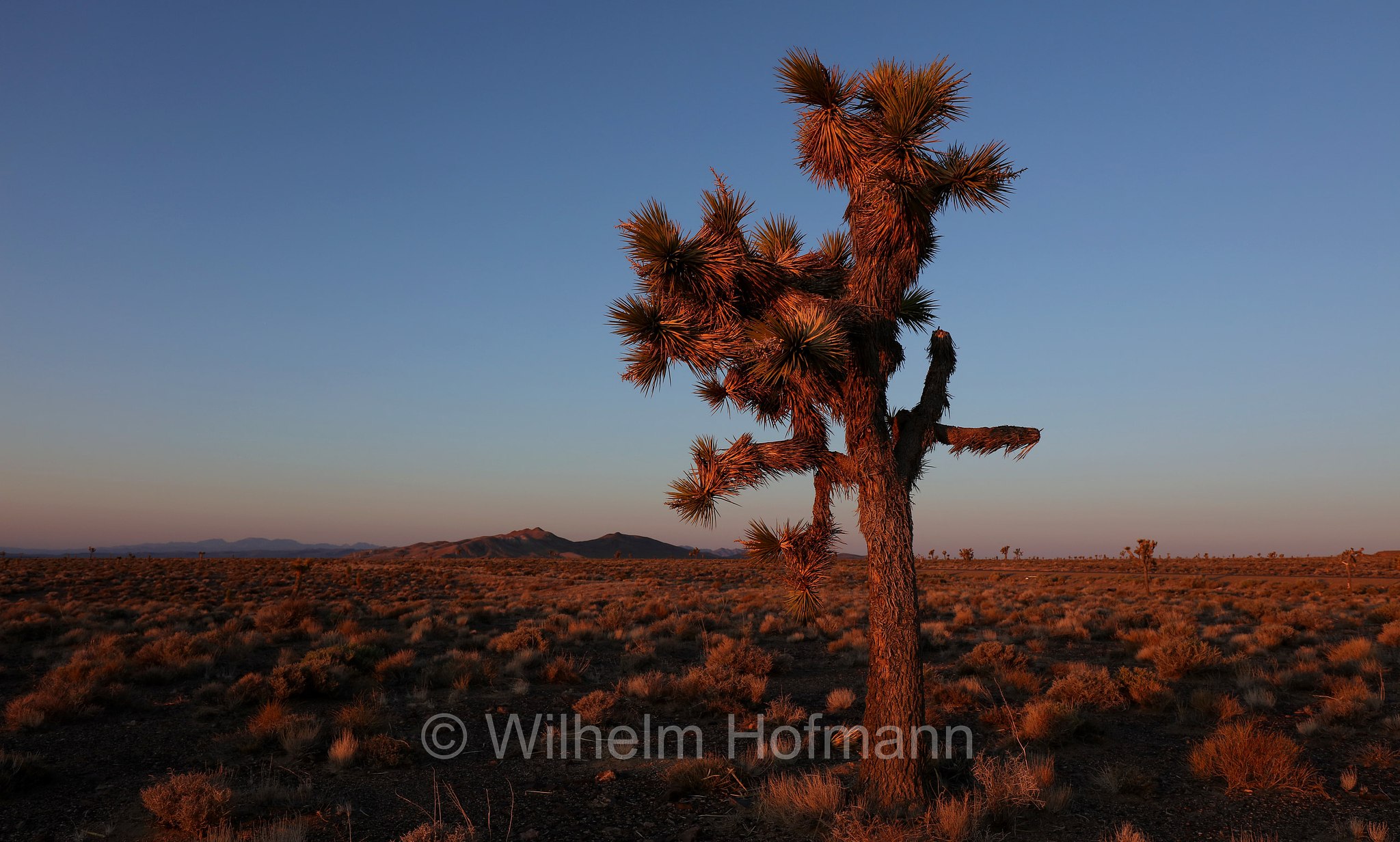 Yucca brevifolia, Joshua tree, yucca palm, tree yucca, or palm tree yucca, Josua-Palmlilie, Josuabaum, albero di Giosuè, Veterans Memorial Highway, Nevada, USA