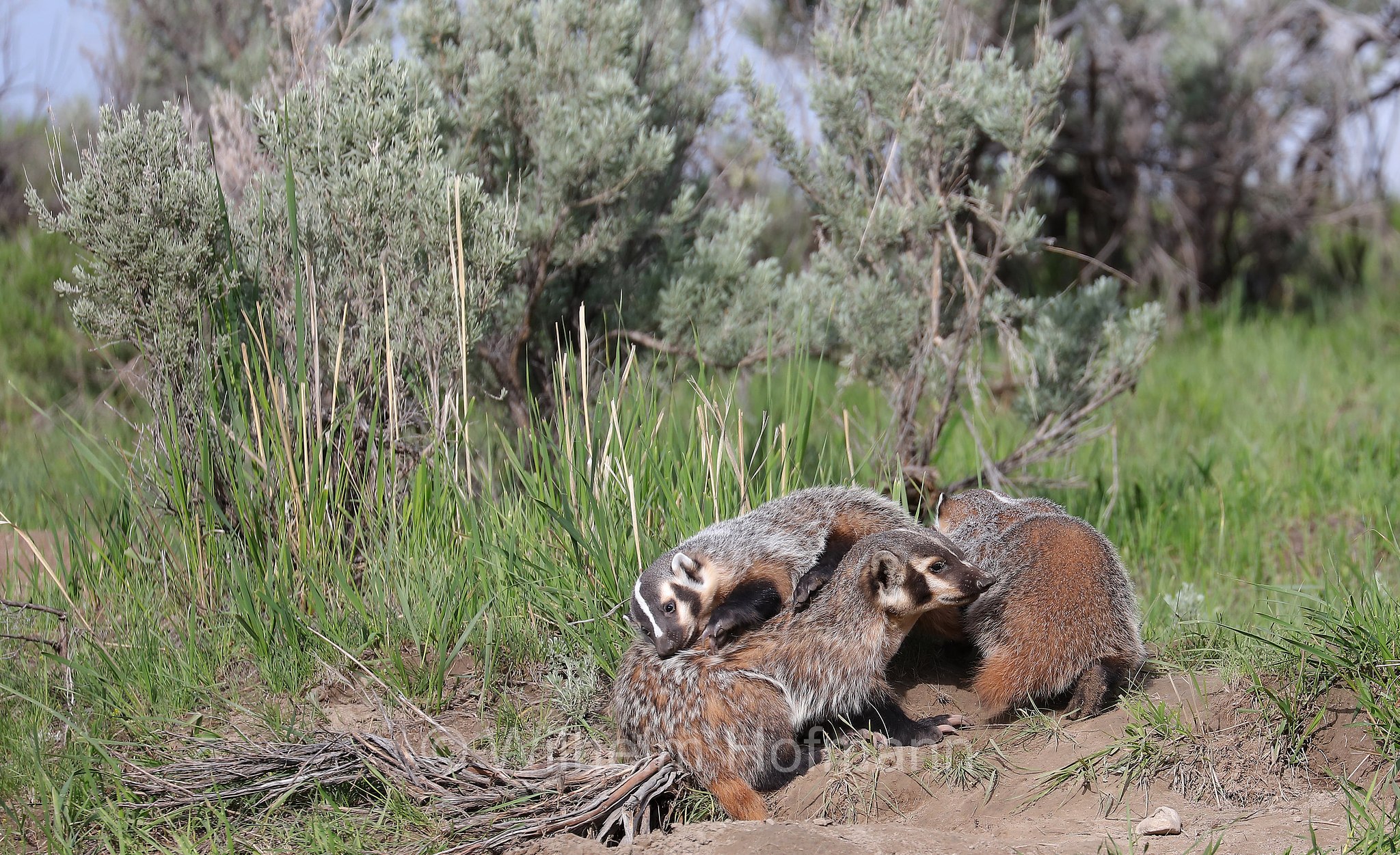 Taxidea taxus, American Badger, Silberdachs, tasso americano, Slough Creek, Lamar Valley, Yellowstone National Park, Yellowstone-Nationalpark﻿, parco nazionale di Yellowstone, Wyoming, USA
