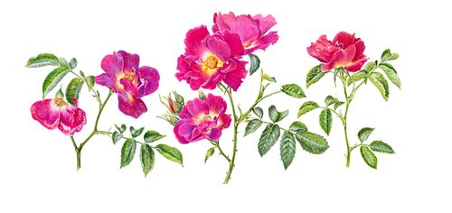Original Art Works
