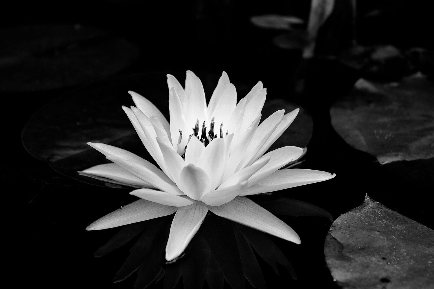 Bill Helton Photography