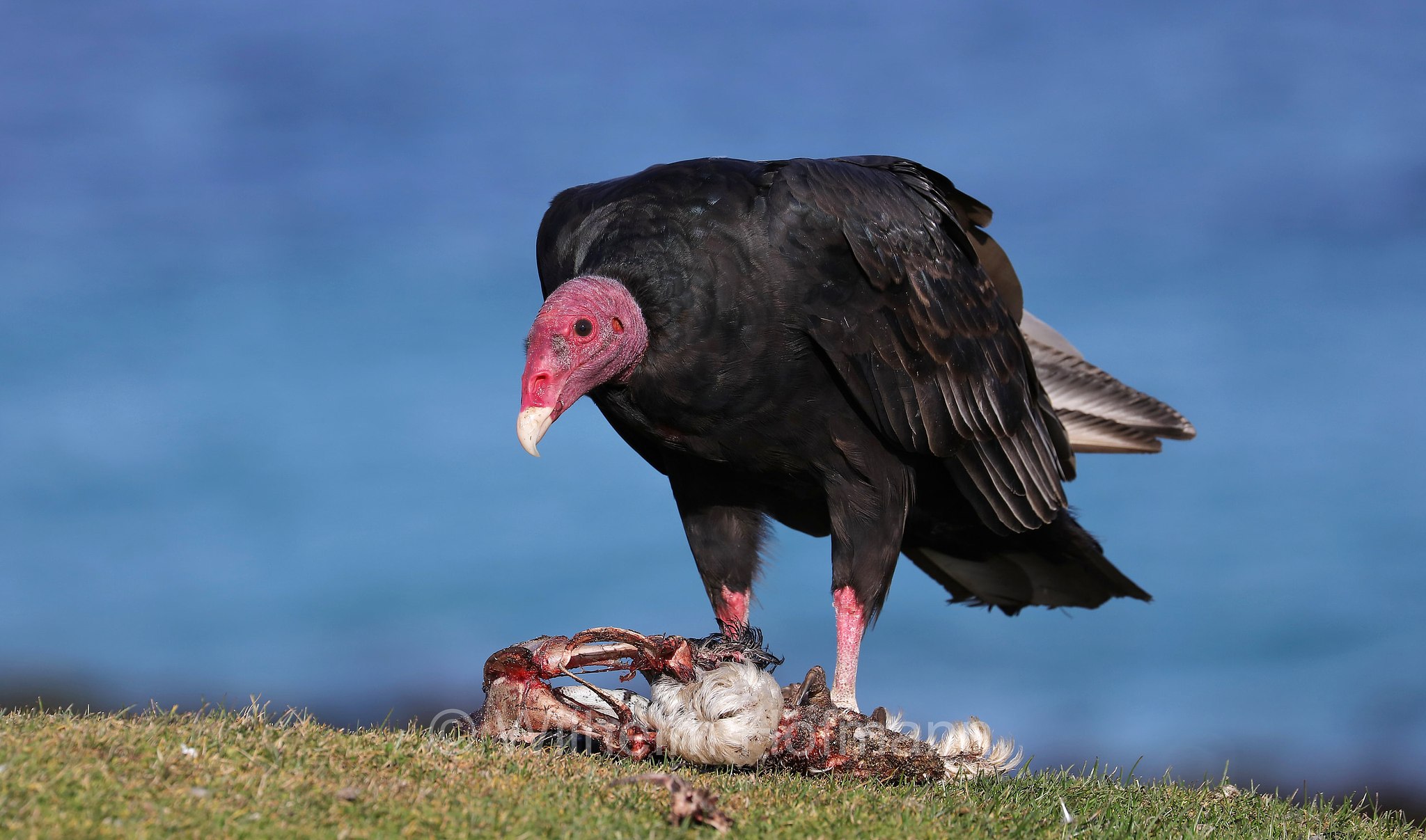 turkey vulture, Truthahngeier, avvoltoio collorosso, Cathartes aura, Bleaker Island, Isla María, Falkland Islands, Falklandinseln, Isole Falkland