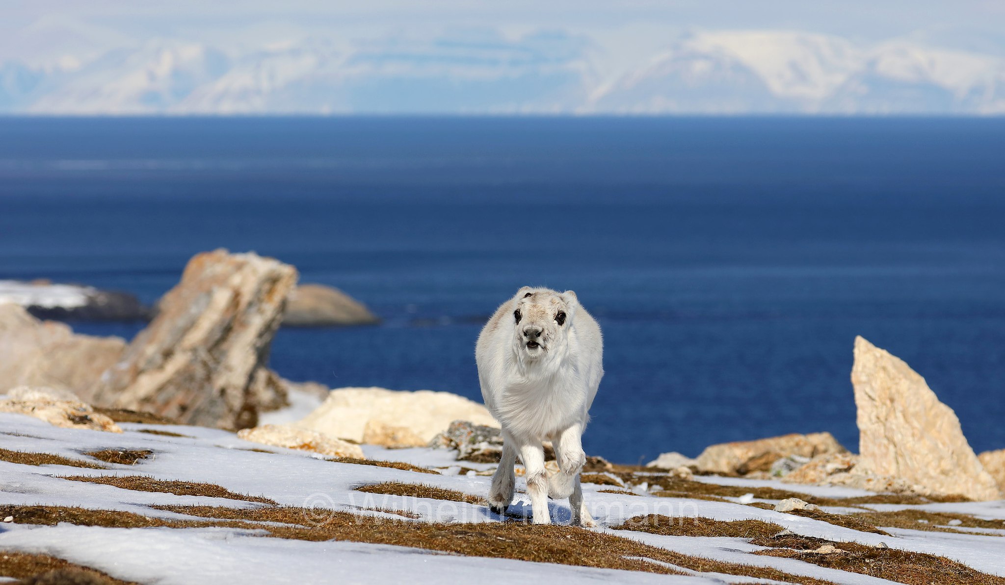 Rangifer tarandus platyrhynchus, Svalbard reindeer, Spitzbergen-Ren, renna delle Svalbard, Trygghamna, Spitsbergen, Svalbard, Spitzbergen, Norway, Norwegen, Norvegia