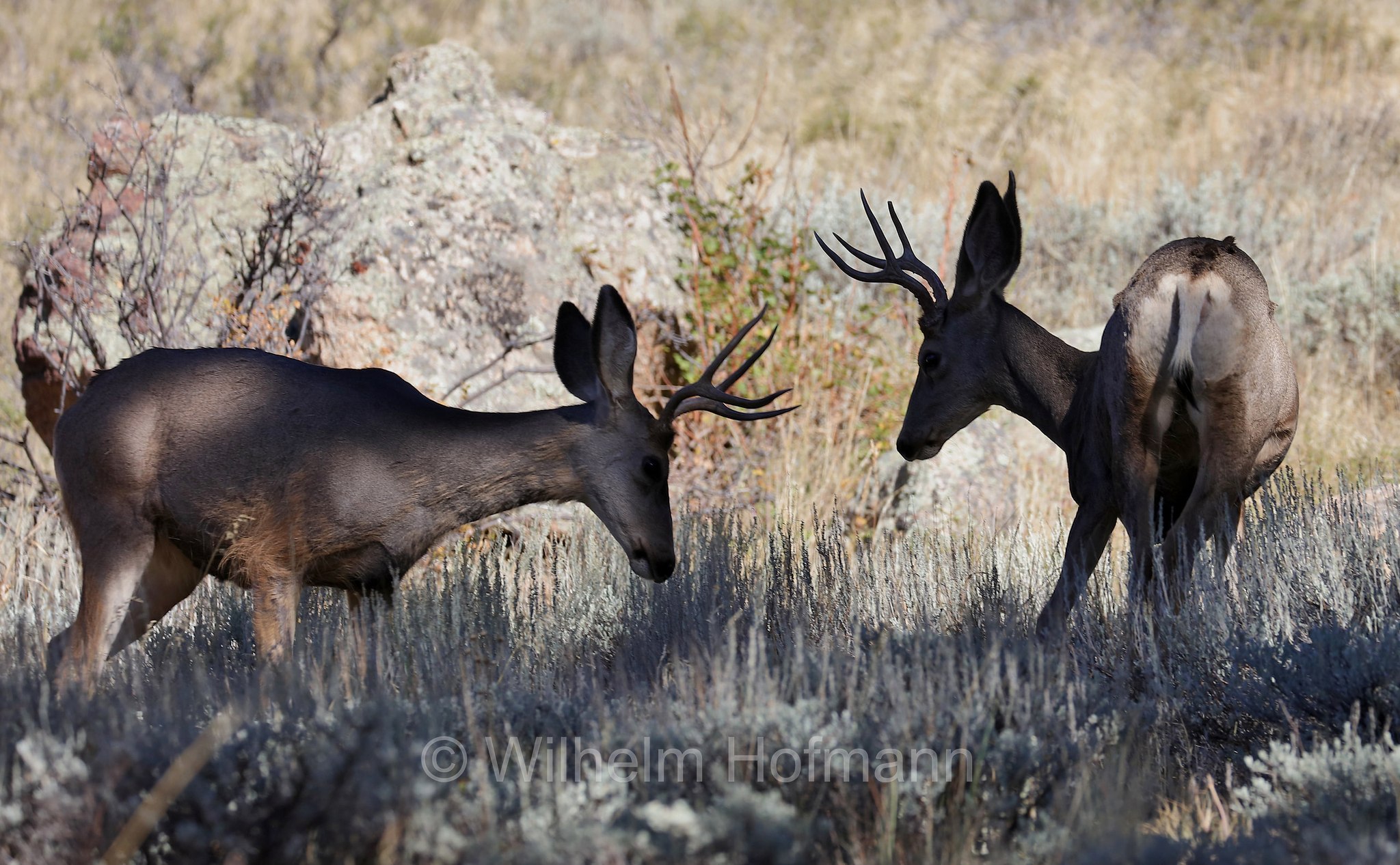 Odocoileus hemionus hemionus, Rocky Mountain Mule Deer, Rocky-Mountain-Maultierhirsch, cervo mulo delle Rocciose, ﻿﻿Beaver Meadows, Rocky Mountain National Park, ﻿Rocky-Mountain-Nationalpark, parco nazionale delle Montagne Rocciose, Colorado, USA