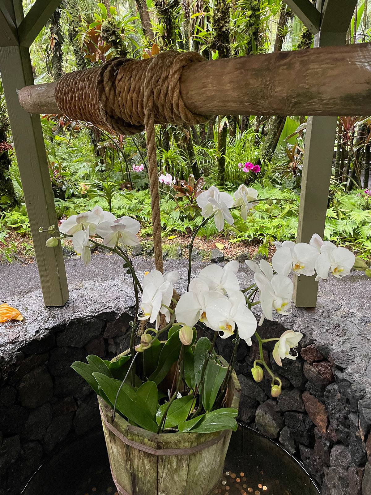 White Moth Orchids at the Wishing Well