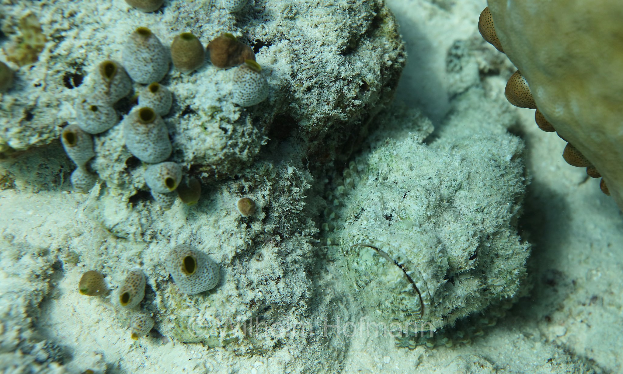 false stonefish, false scorpionfish, devil scorpionfish, Buckel-Drachenkopf, Falscher Steinfisch, pesce scorpione diavolo, falso pesce pietra, Scorpaenopsis diabolus, Malediven, Maldives, Maledive, fihalhohi island resort
