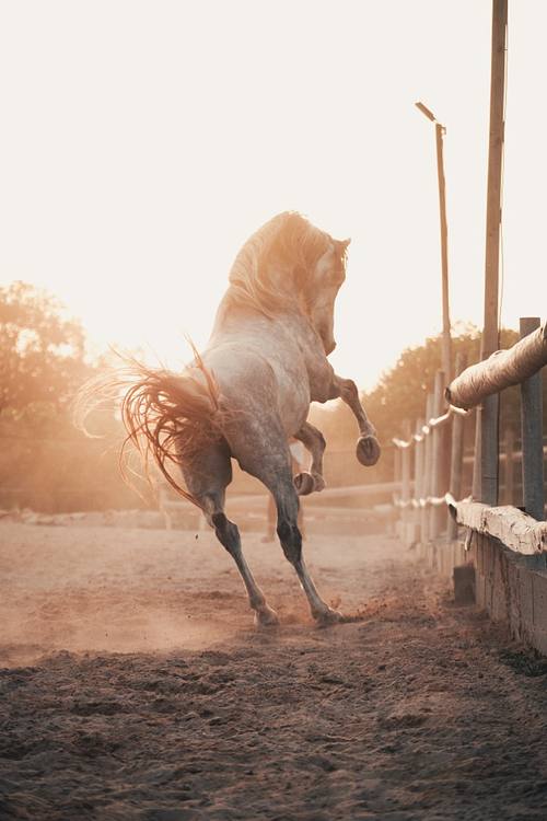 Pferd springt im Sand bei warmem Abendlicht – dynamisches Pferdefoto von Carolin Kohlross in Mallorca