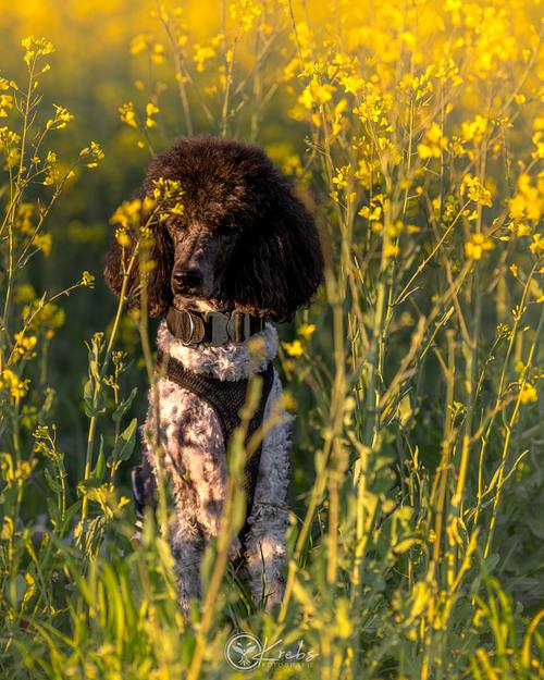 Portfolio - Hundefotografie