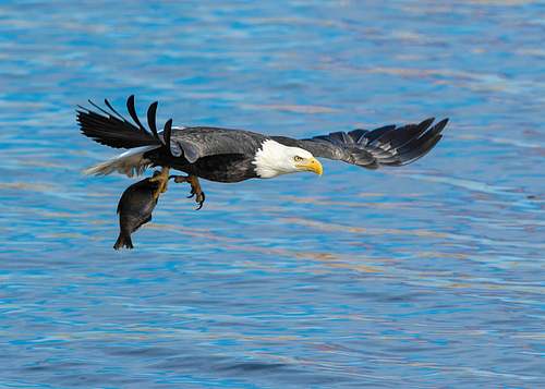Iowa Bald Eagle Tour