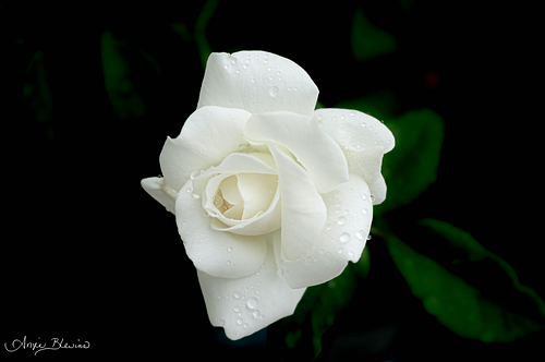 Bloom - Dew Rose