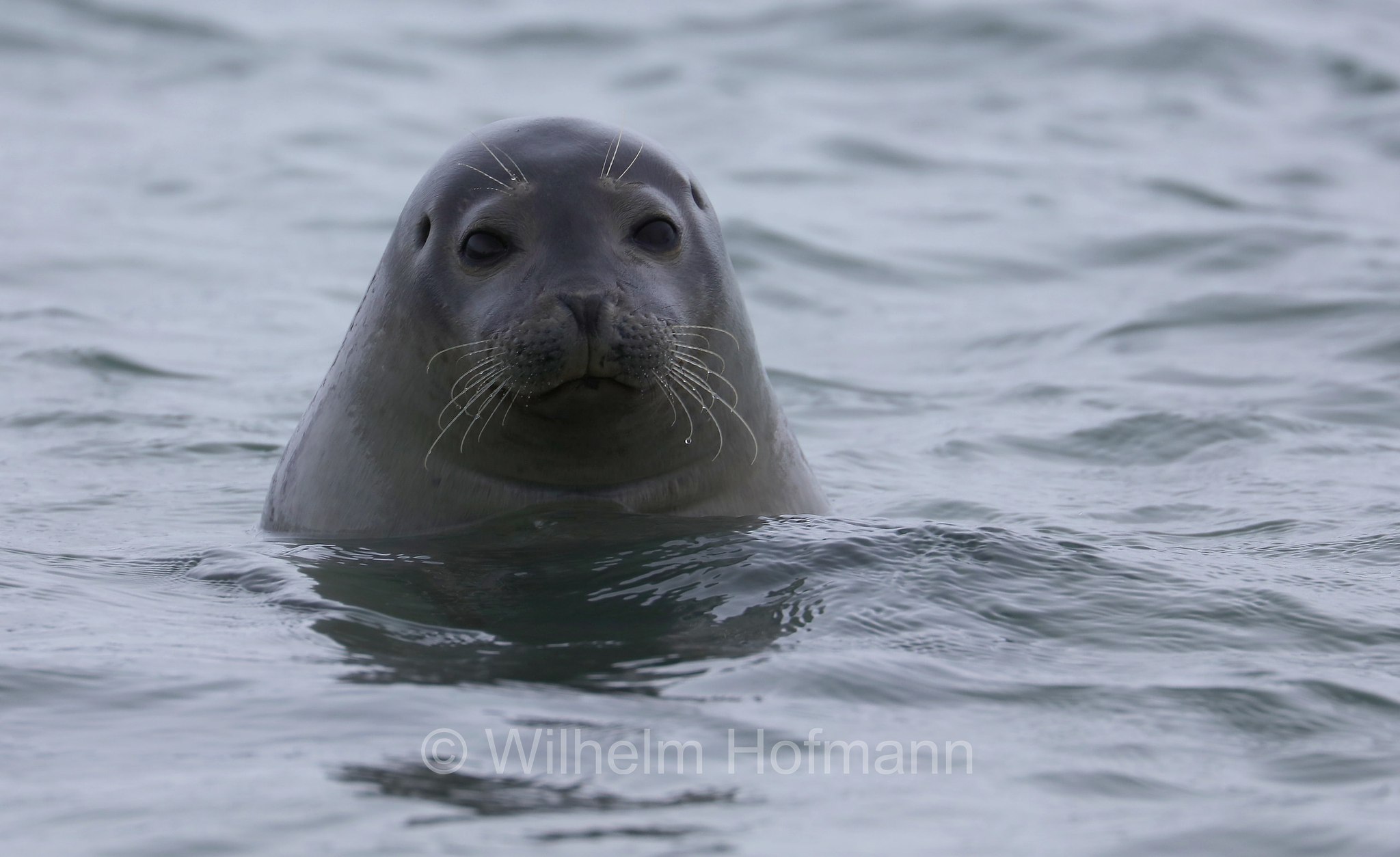Phoca vitulina vitulina, Atlantic common seal, Europäischer Seehund, foca comune, Lilliehöökfjorden, Spitsbergen, Svalbard, Spitzbergen, Norway, Norwegen, Norvegia
