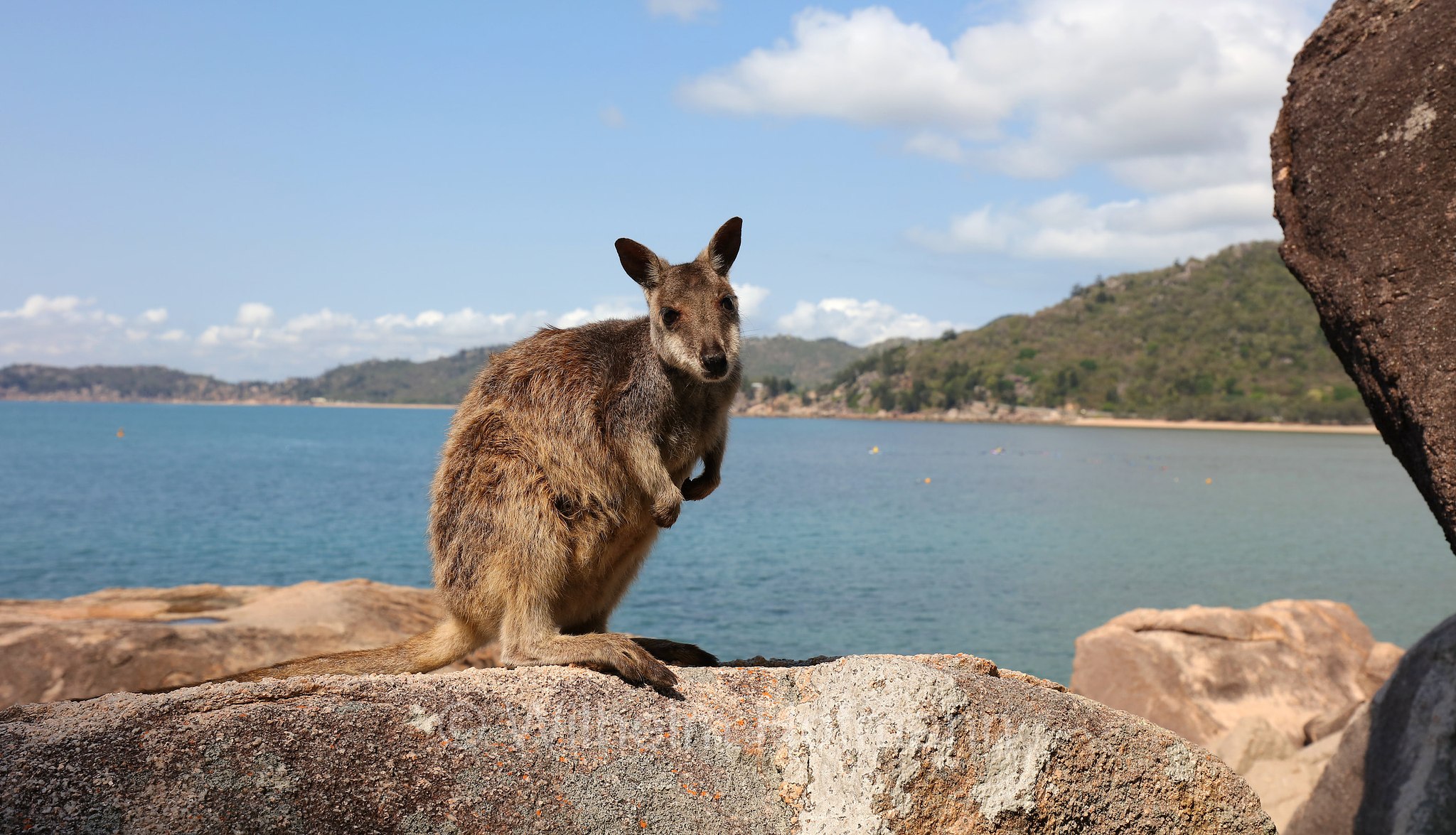 Petrogale assimilis, allied rock-wallaby, Weasel rock-wallaby, Variables Felskänguru, wallaby delle rocce alleato, Geoffrey Bay, Magnetic Island, Queensland, Australia, Australien