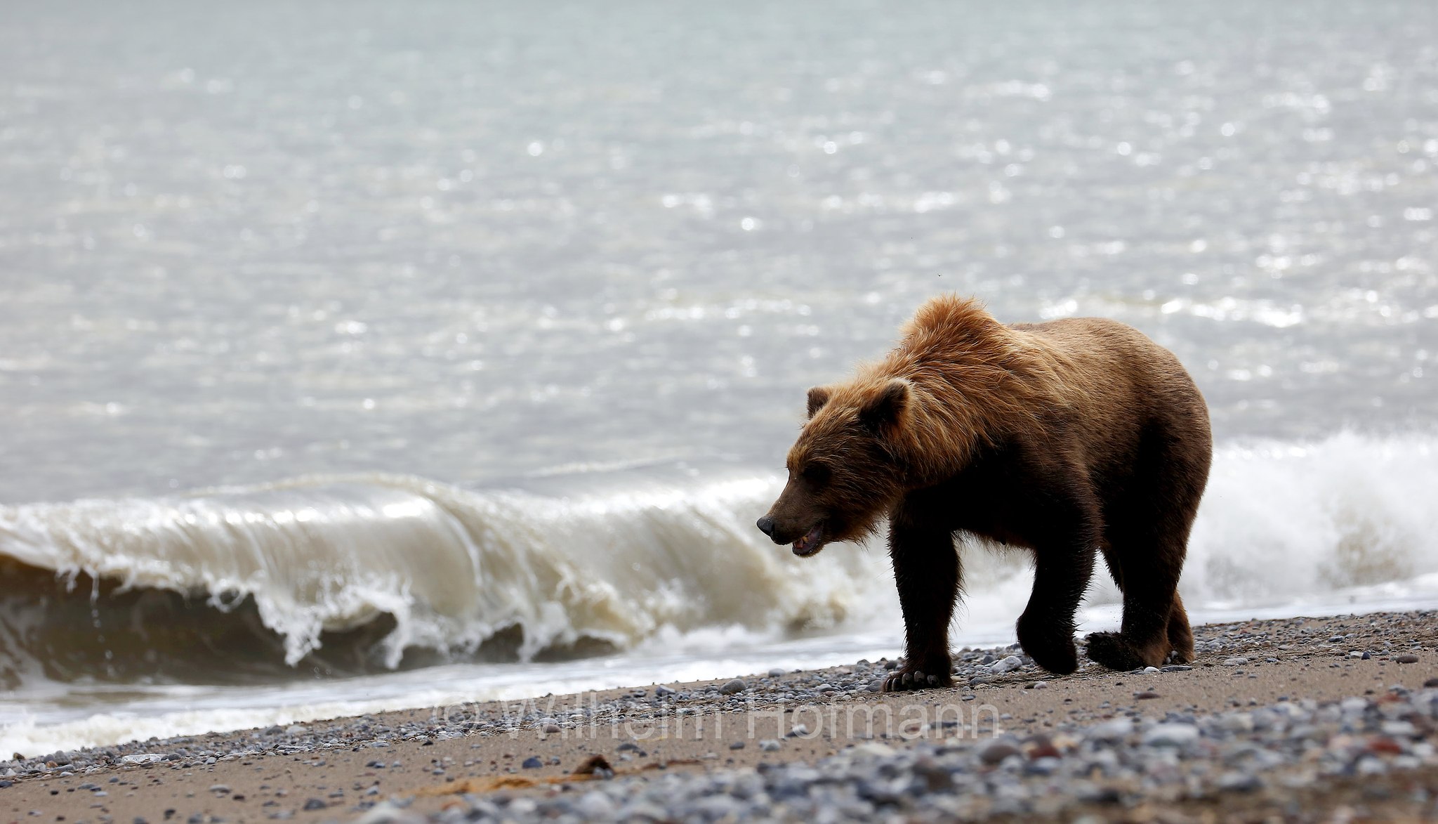 Ursus arctos gyas, Alaska Peninsula brown bear, peninsular grizzly, Alaska-Halbinsel-Braunbär, Alaska-Küstenbraunbär, Alaska-Braunbär, Großer Alaska-Braunbär, orso bruno della penisola dell'Alaska, grizzly peninsulare, grizzly costiero, grizzly gigante, Silver Salmon Creek, Lake Clark National Park, Lake Clark National Park and Preserve, Lake-Clark-Nationalpark, Parco nazionale e riserva di Lake Clark, Alaska, USA