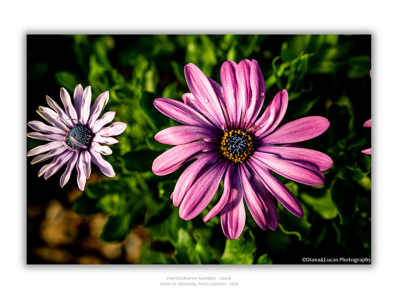 THE ONE - WILDLIFE & NATURE - "Not the Same" - LIMITED EDITION 5 of 5