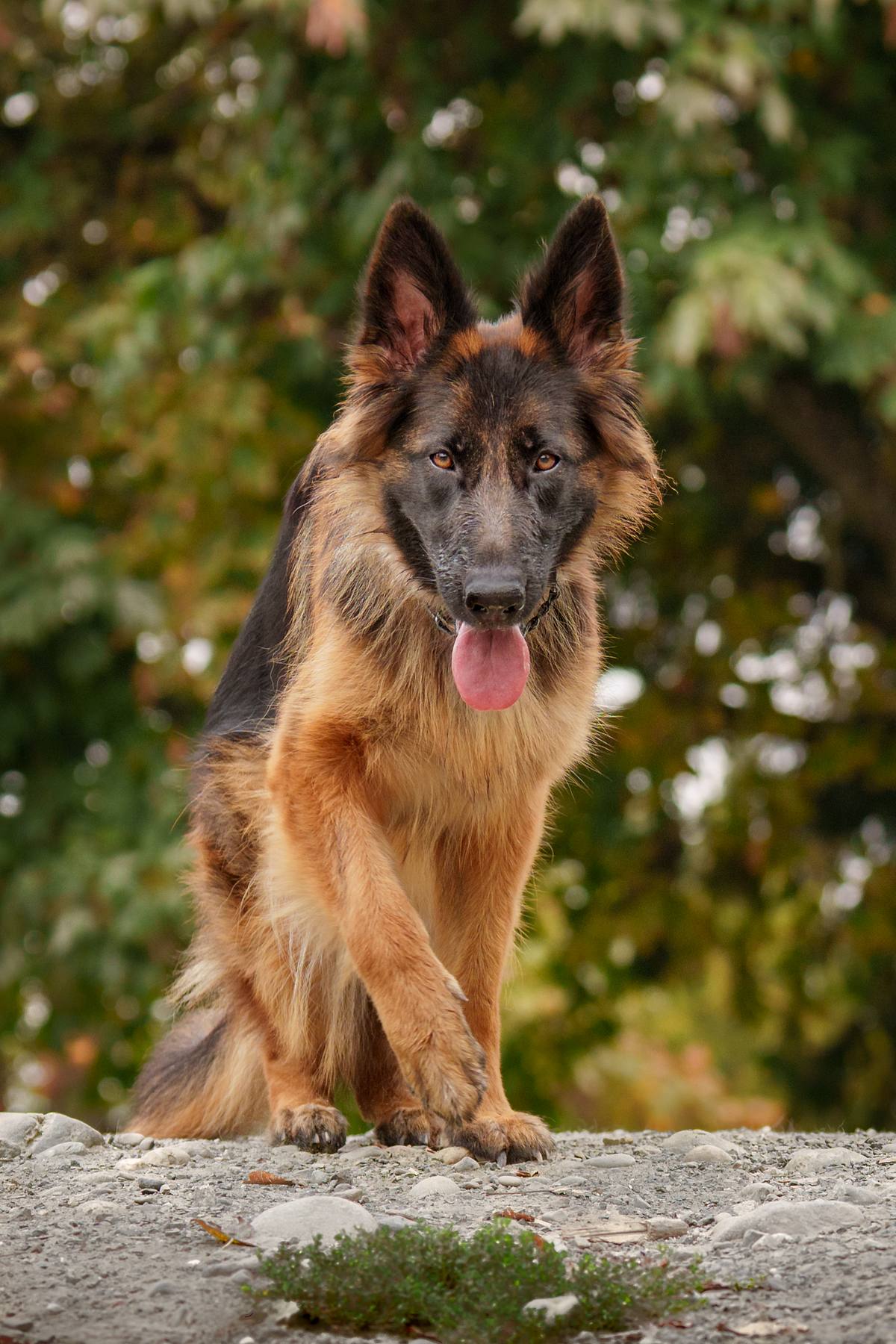 German Shepherd at the park.