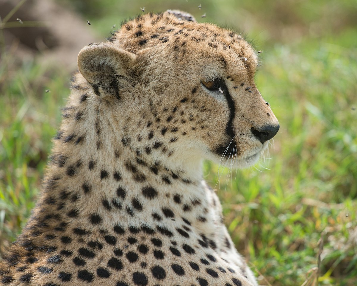 Cheetah-Profile