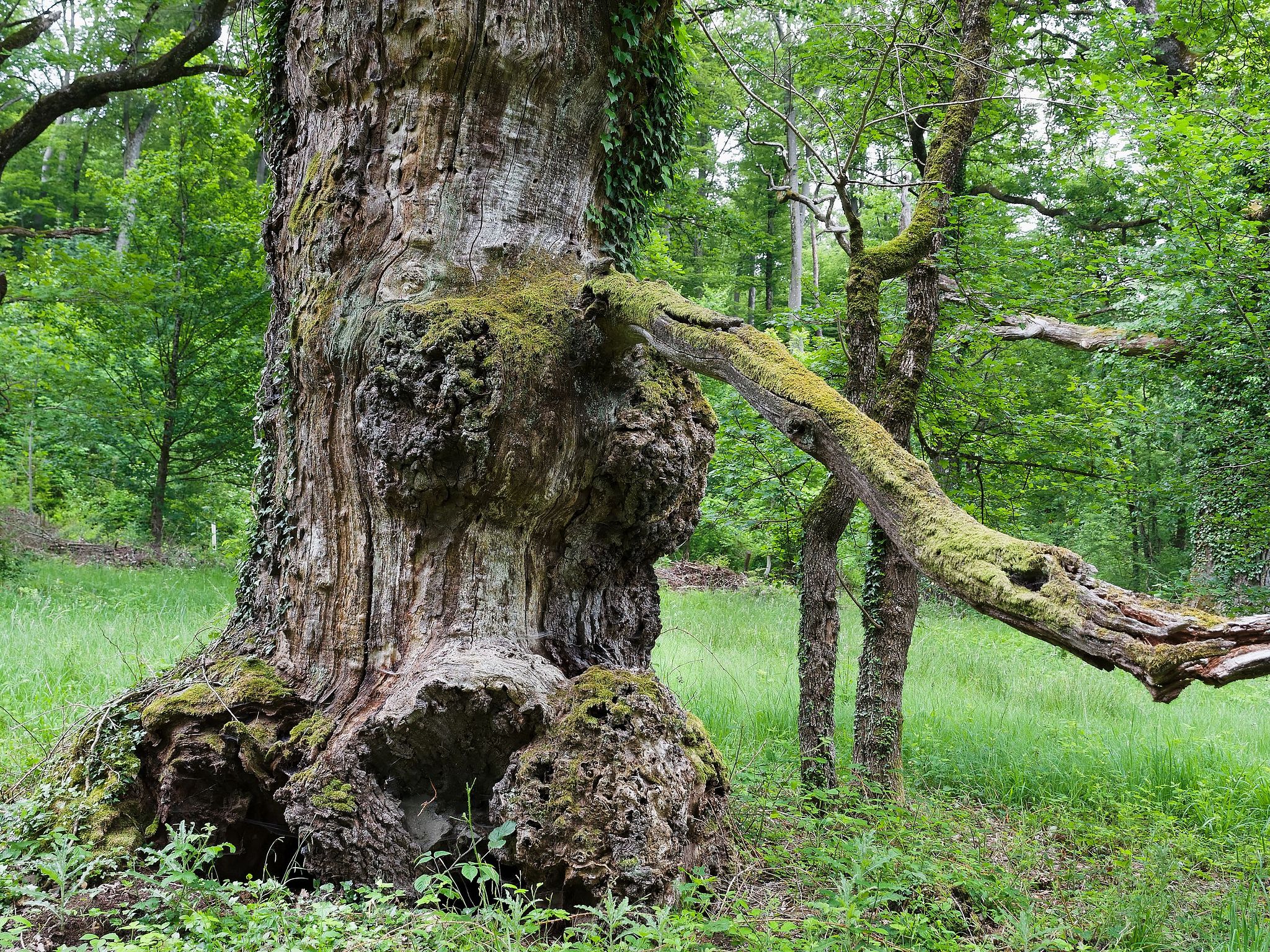 Kapelle Wilder Geschinen