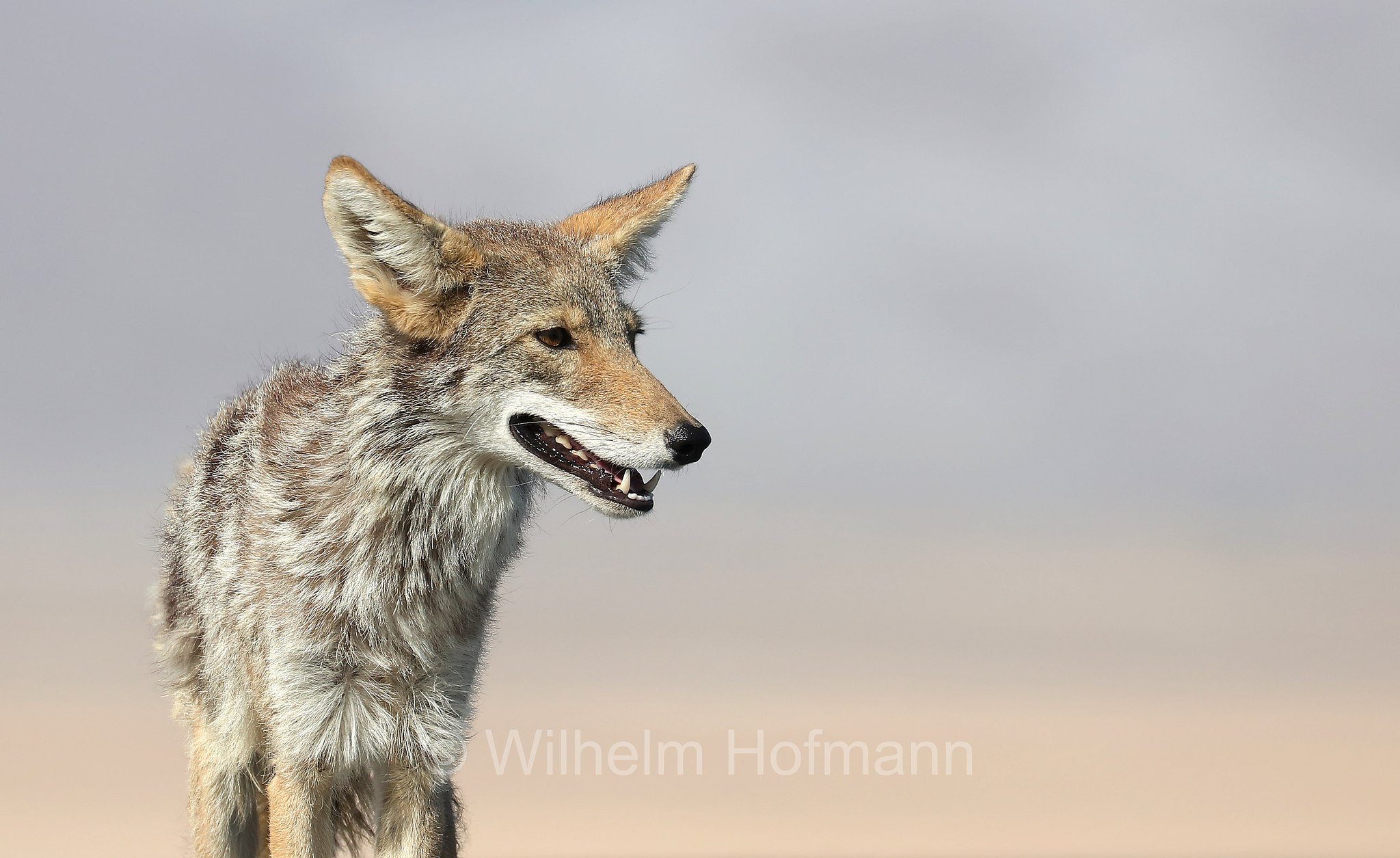 Canis latrans, coyote, American jackal, prairie wolf, brush wolf, Kojote, Präriewolf, Steppenwolf, coiote, lupo delle praterie, Furnace Creek, Death Valley National Park, Death-Valley-Nationalpark, Valle della Morte, California, Kalifornien, USA