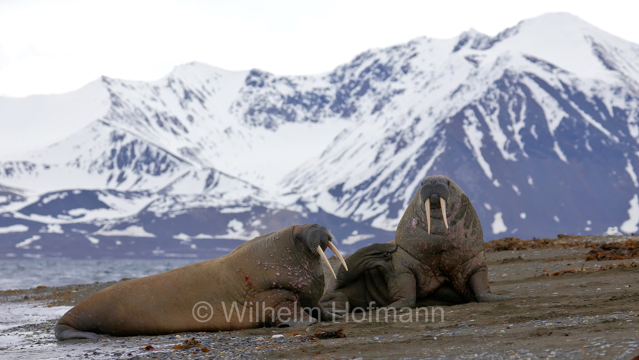 Odobenus rosmarus rosmarus, Atlantic walrus, Atlantisches Walross, tricheco dell'Atlantico, Forlandet National Park, Forlandet-Nationalpark, parco nazionale Forlandet, Prins Karls Forland, Prinz-Karl-Vorland, Svalbard, Spitzbergen, Norway, Norwegen, Norvegia