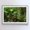 COLLECTION - GIANTS OF THE LAND HORIZONTAL - "Under the Fans" - LIMITED EDITION 10 of 10