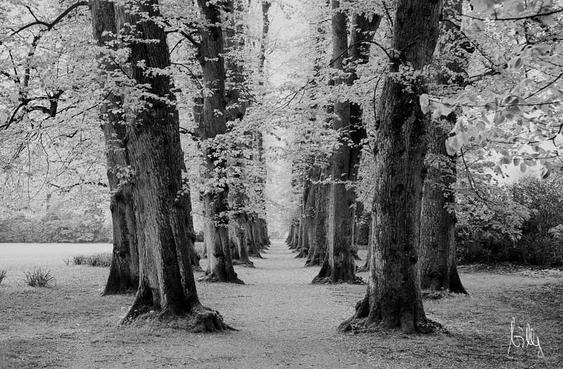 Park analog