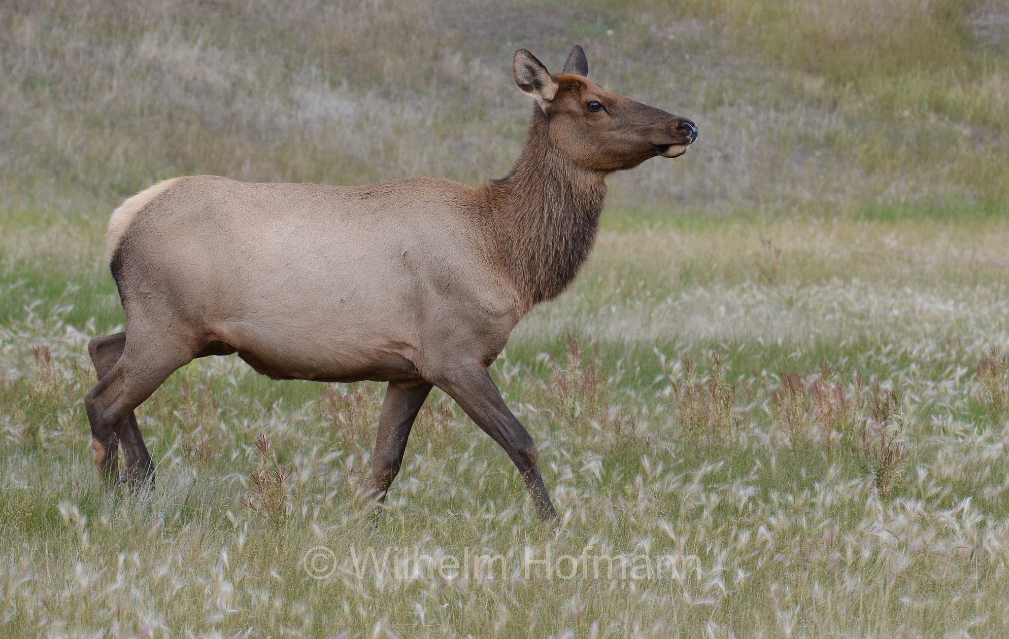 Cervus canadensis, wapiti, Wapiti, Wapiti-Hirsch, vapiti, Jasper National Park, Jasper-Nationalpark, Parco nazionale Jasper, Alberta, Canada, Kanada