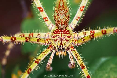 Heteropoda boiei – Flechten-Riesenkrabbenspinne