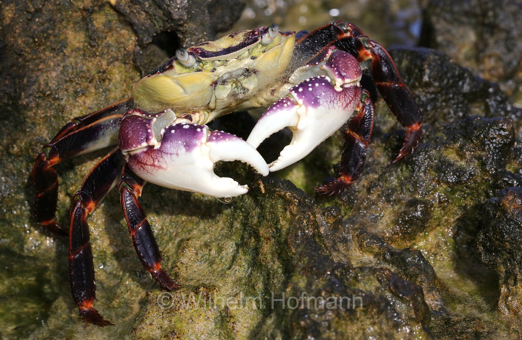 Leptograpsus variegatus, purple rock crab, Lila Felsenkrabbe, granchio viola delle rocci, Cape Peron, Point Peron, Western Australia, Westaustralien, Australia Occidentale, Australia, Australien