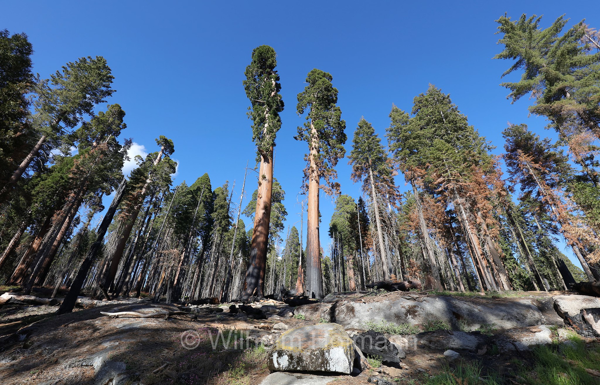 Crescent Meadow Road, Sequoia National Park, Sequoia-Nationalpark, Parco nazionale di Sequoia, California, Kalifornien, USA