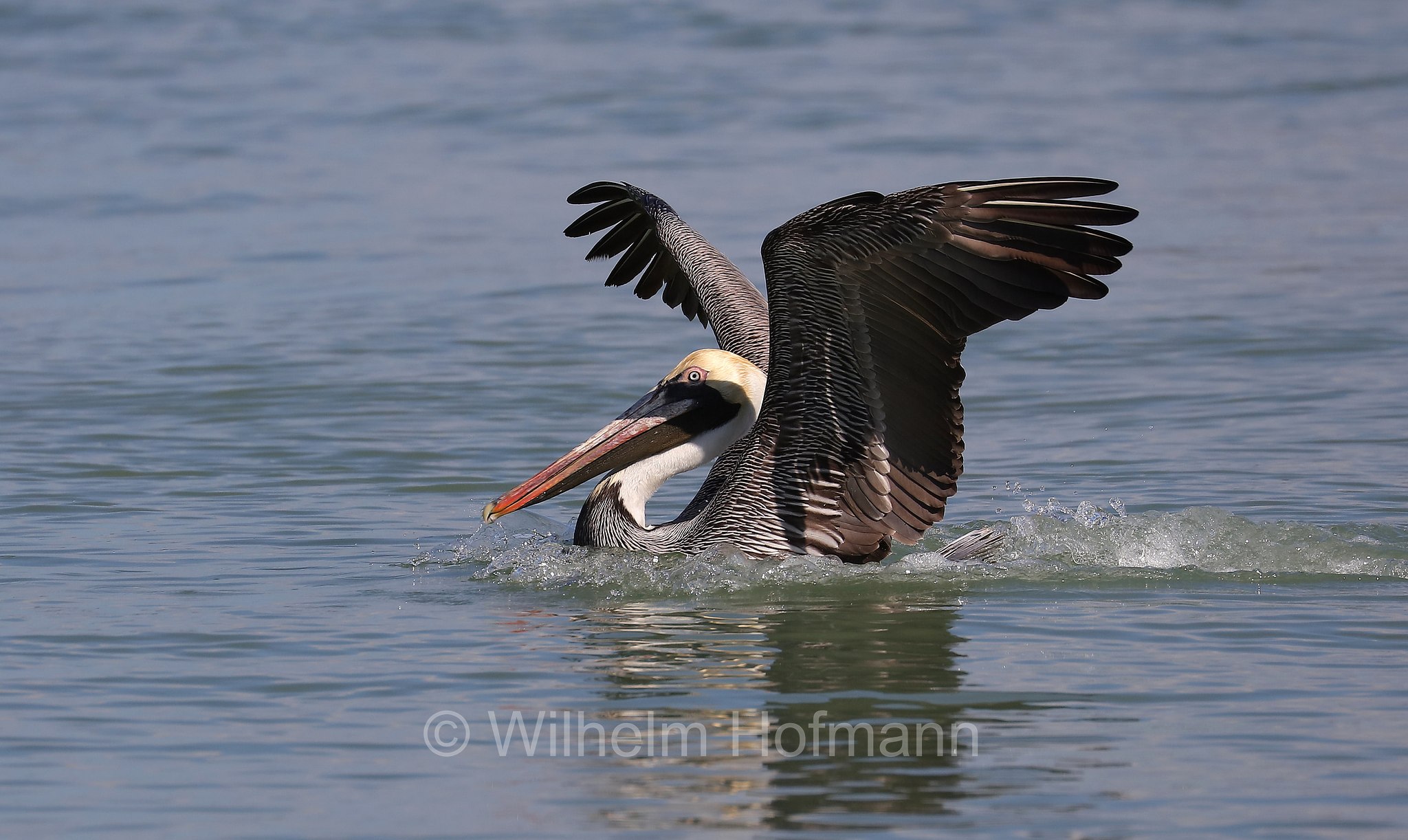 Pelecanus occidentalis carolinensis, brown pelican, Braunpelikan, Brauner Pelikan, Meerespelikan, pellicano bruno orientale, John's Pass, Hubbard's Marina, Florida, USA