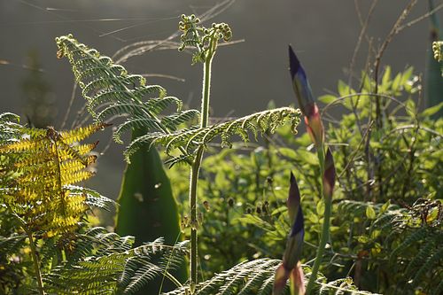 Gomera Gardens