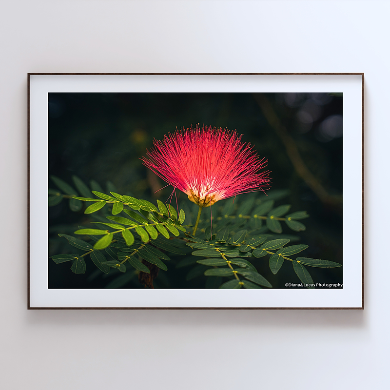 THE ONE - WILDLIFE & NATURE - "Powder Puff" - LIMITED EDITION 4 of 5