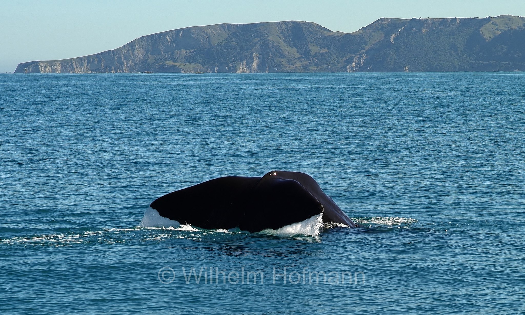 sperm whale, cachalot, Pottwal, capodoglio, Physeter macrocephalus, Physeter catodons, Kaikoura, Kaikōura, South Island, Südinsel, Isola del Sud, New Zealand, Neuseeland, Nuova Zelanda
