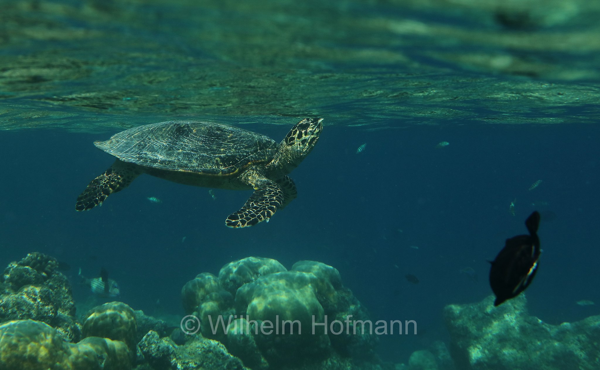 hawksbill sea turtle, Echte Karettschildkröte, tartaruga embricata, Eretmochelys imbricata, Maldives, Malediven, Maledive, Fihalhohi Island Resort