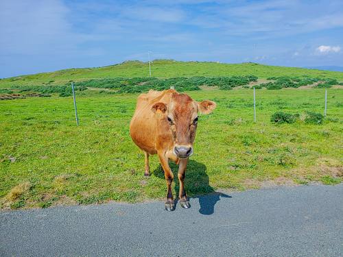 Wildlife
