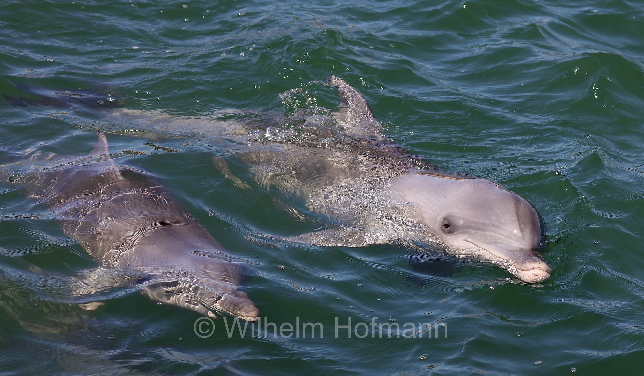 common bottlenose dolphin, Atlantic bottlenose dolphin, Großer Tümmler, Gewöhnlicher Großer Tümmler, tursìope comune, Tursiops truncatus, Whyalla Marina, Eyre Peninsula, Eyre-Halbinsel, Penisola di Eyre, South Australia, Südaustralien, Australia Meridionale, Australia, Australien