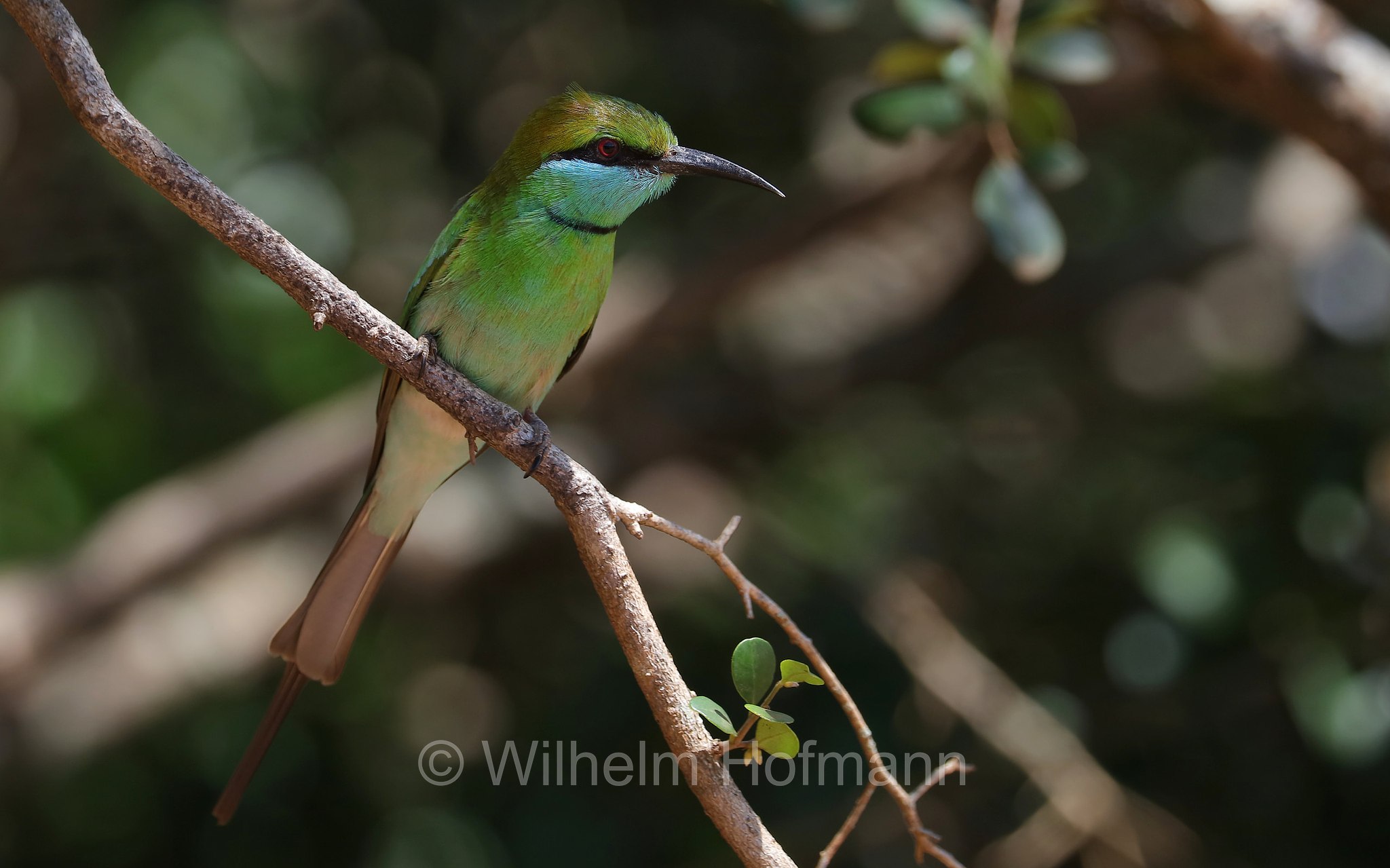 Asian Green Bee-Eater, little green bee-eater, green bee-eater, Bronzescheitel-Smaragdspint, Smaragdspint, gruccione verde, Merops orientalis, Sri Lanka, Yala National Park, Yala Nationalpark, Parco nazionale di Yala