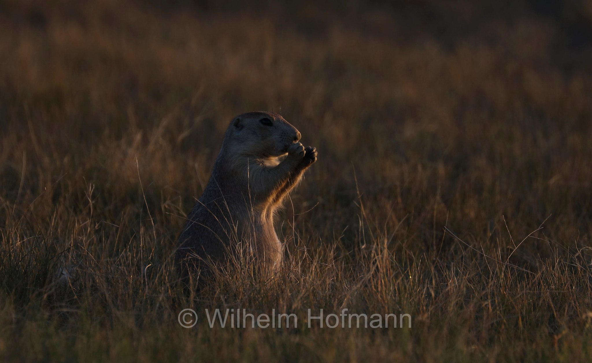 Cynomys ludovicianus, black-tailed prairie dog, Schwarzschwanz-Präriehund, cane della prateria dalla coda nera, Wind Cave National Park, Wind-Cave-Nationalpark, Parco nazionale di Wind Cave, South Dakota, Dakota del Sud, USA