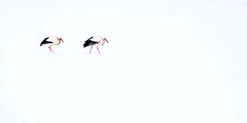 Ciconia ciconia - Weißstorch