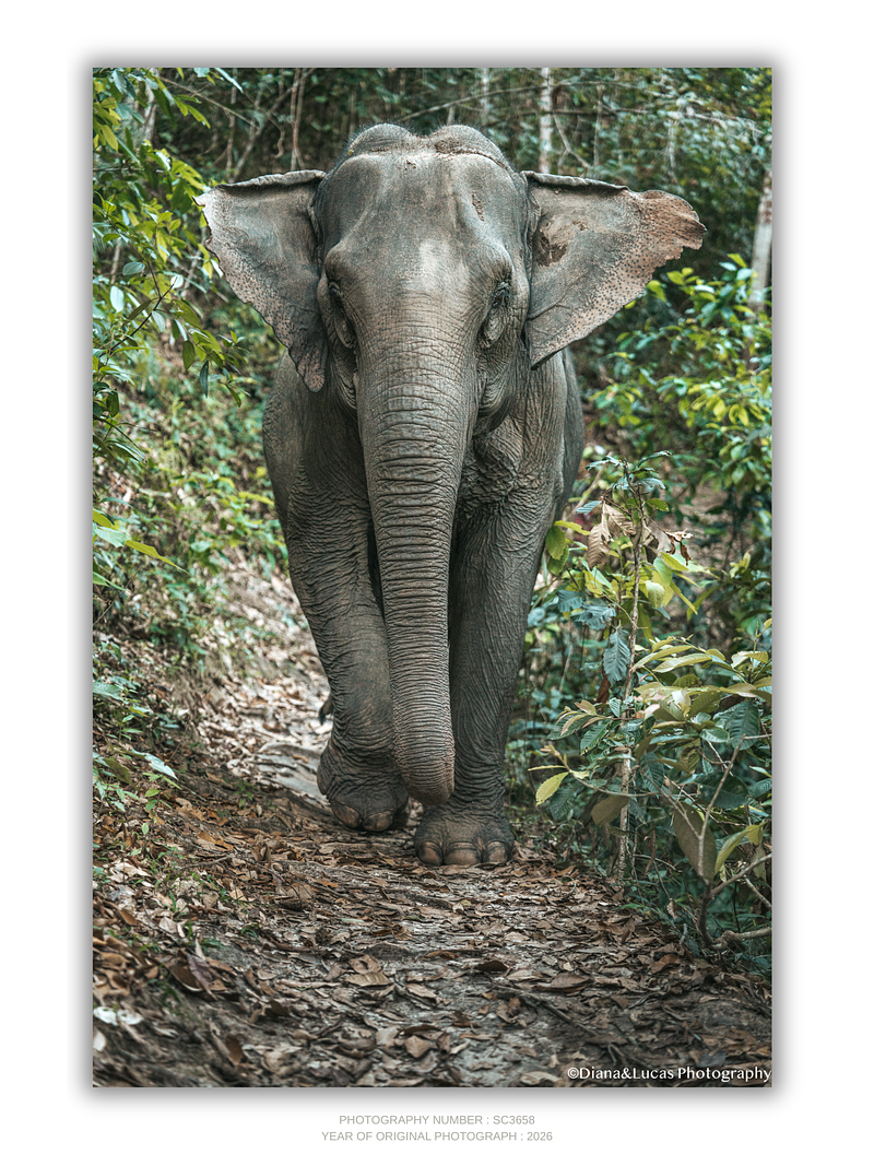 THE ONE - WILDLIFE & NATURE - "Ears Out" - LIMITED EDITION 5 of 5