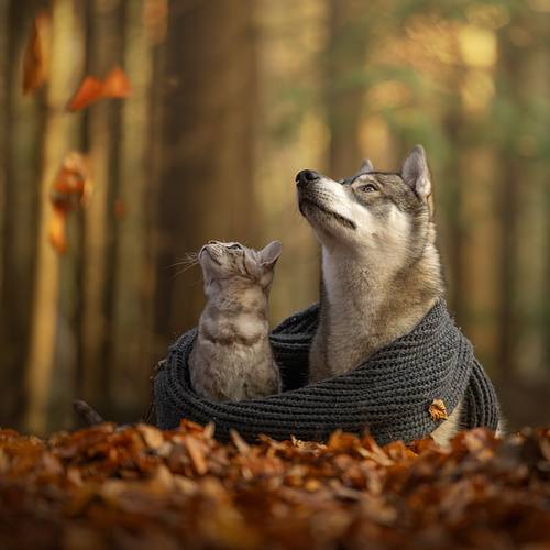 DIERENCOMBI'S