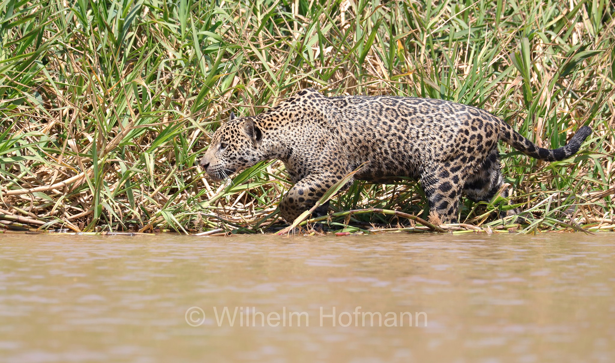 Jaguar, ﻿giaguaro, Panthera onca, Parque Estadual Encontro das Águas, Pantanal, Mato Grosso, Brazil, Brasil, Brasile, Brasilien