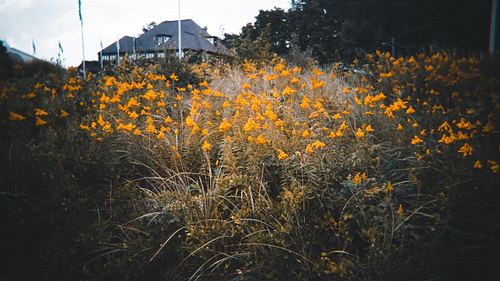 Nature