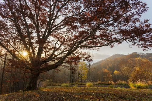 "Lynn's Oak"
